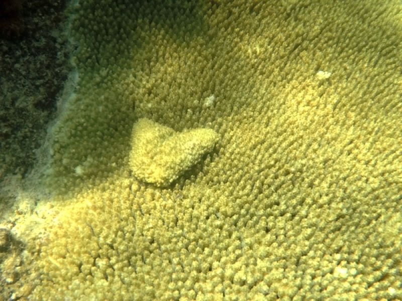 a close up of a small benign growth on a yellow plate coral