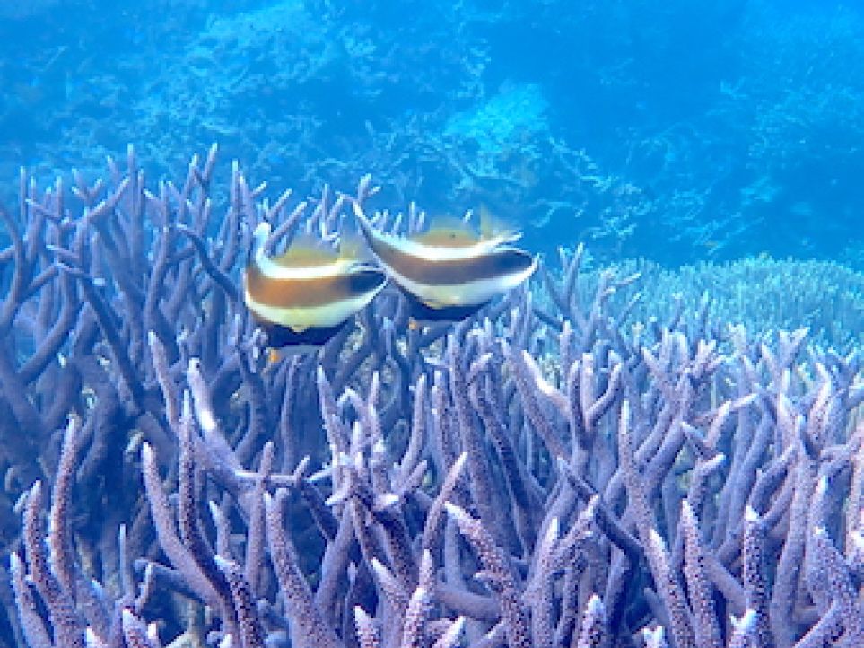 A pair of banner fish swimming above a purple branching coral with a blue reef background