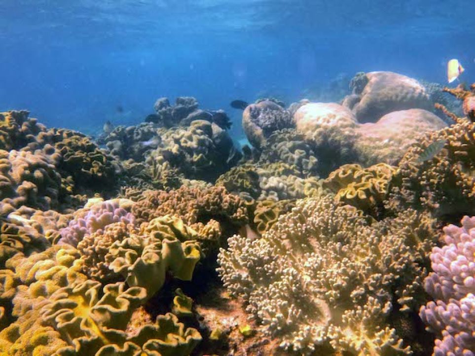 a wide shot of the reef including many different types of coral