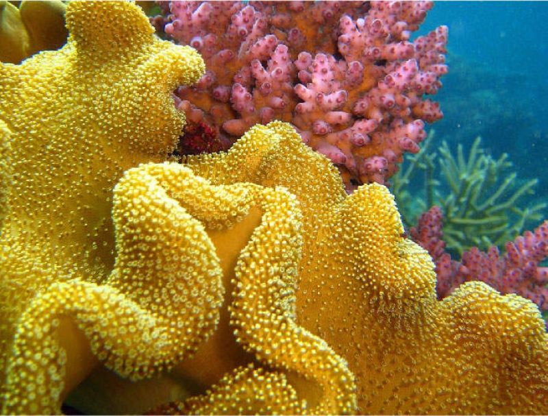 a large green soft coral with a pink hard coral in the background