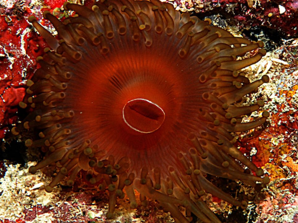 a corallimorph on a rocky substrate