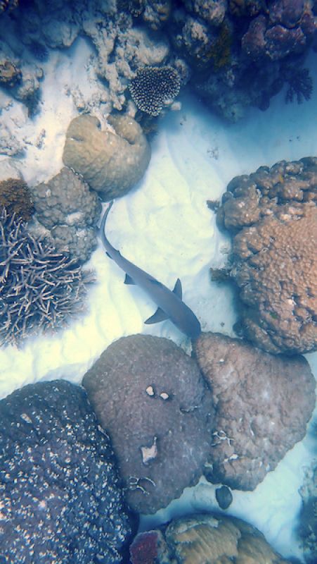 Whitetip reef shark swimming across the sand amongst the coral