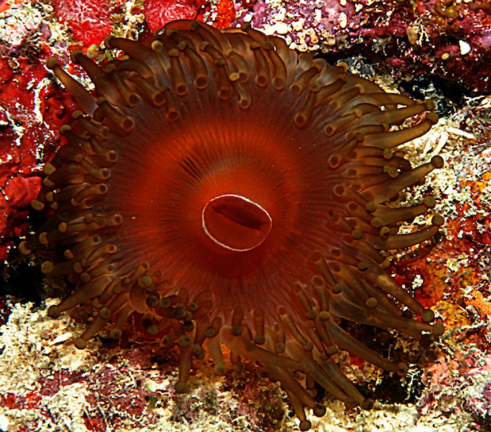 a corallimorph on a rocky substrate